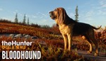 🔥theHunter Call of the Wild - Bloodhound Steam Ключ+🎁