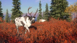 theHunt­er™: Call of the Wild - Yukon Valley XBOX 🔑