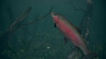 Ultimate Fishing Simulator 2*STEAM GIFT AUTO*RU/УКР/СНГ