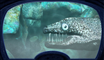 Nancy Drew: The Creature of Kapu Cave*STEAM GIFT AUTO*