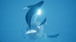 ABZU XBOX Ключ